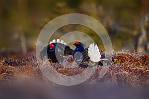 Black Grouse, Lyrurus tetrix, lekking nice black bird with red cap in marshland, animal in the nature forest habitat, Finland.