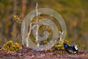 Black Grouse, Lyrurus tetrix, lekking nice black bird with red cap in marshland, animal in the nature forest habitat, Finland.