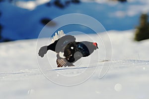 Black grouse on mating place