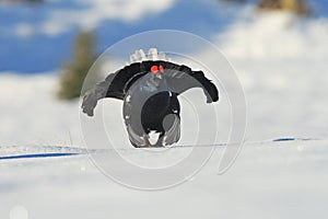 Black grouse on mating place