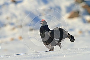 Black grouse on mating place