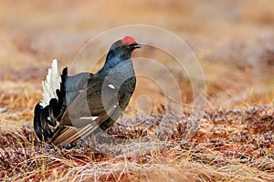 Black grouse in the nature habitat. Lekking nice bird Black Grouse, Tetrao tetrix, in marshland, Norway. Animal behaviour in north