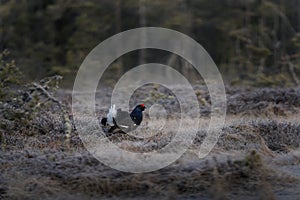 Black grouse, northern black grouse, , blackcock, lyrurus tetrix