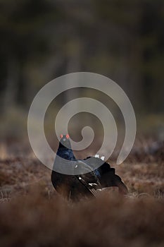 Black grouse, northern black grouse, lyrurus tetrix