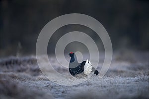 Black grouse, northern black grouse, lyrurus tetrix