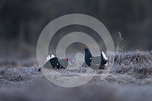 Black grouse, northern black grouse, lyrurus tetrix