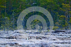 Black grouse on the pine tree. Nice bird Grouse, Tetrao tetrix, in marshland, Norway. Spring mating season in the nature. Wildlife