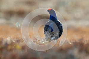 Black grouse on the pine tree. Nice bird Grouse, Tetrao tetrix, in marshland, Russia. Spring mating season in the nature. Wildlife