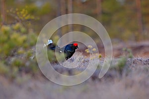 Black grouse on the pine tree. Nice bird Grouse, Tetrao tetrix, in marshland, Russia. Spring mating season in the nature. Wildlife