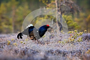 Black grouse on the pine tree. Nice bird Grouse, Tetrao tetrix, in marshland, Russia. Spring mating season in the nature. Wildlife