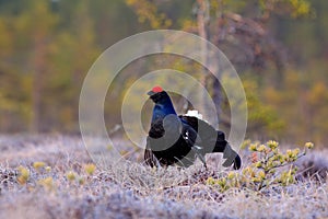 Black grouse on the pine tree. Nice bird Grouse, Tetrao tetrix, in marshland, Russia. Spring mating season in the nature. Wildlife