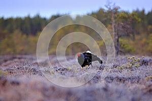Black grouse on the pine tree. Nice bird Grouse, Tetrao tetrix, in marshland, Russia. Spring mating season in the nature. Wildlife