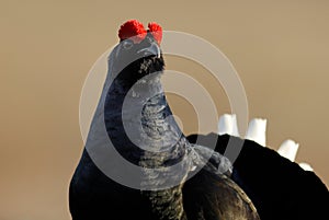 Black Grouse portrait