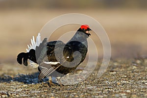 Black Grouse shouting