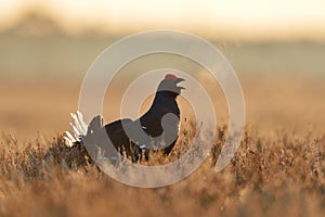 Black grouse shouting