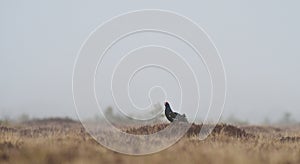 Black grouse shouting