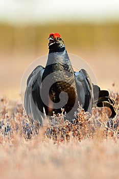 Black grouse shouting