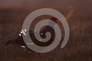 Black Grouse shouting