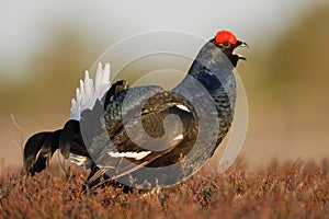Black grouse singing