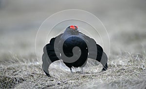 Black grouse, Tetrao tetrix,