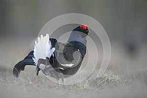 Black grouse, Tetrao tetrix,