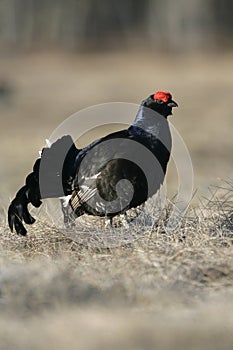 Black grouse, Tetrao tetrix,