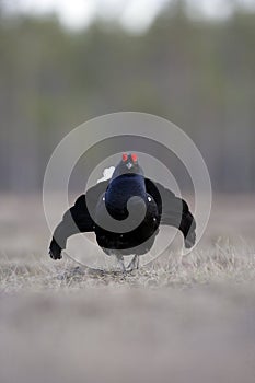 Black grouse, Tetrao tetrix,