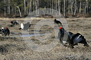 Black grouse, Tetrao tetrix,