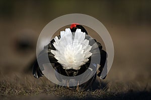 Black grouse, Tetrao tetrix,