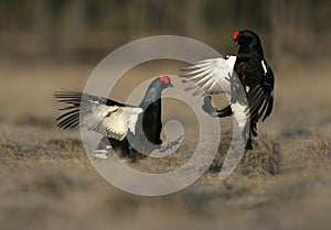 Black grouse, Tetrao tetrix,