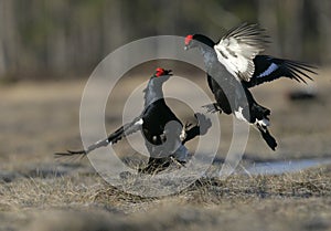 Black grouse, Tetrao tetrix,