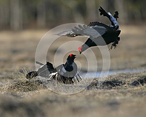 Black grouse, Tetrao tetrix,