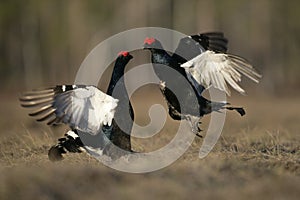 Black grouse, Tetrao tetrix,