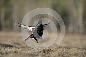 Black grouse, Tetrao tetrix,