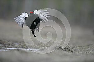 Black grouse, Tetrao tetrix,