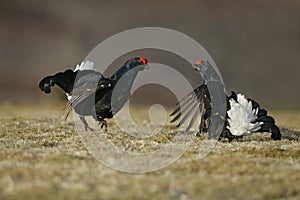 Black grouse, Tetrao tetrix