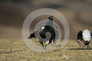 Black grouse, Tetrao tetrix