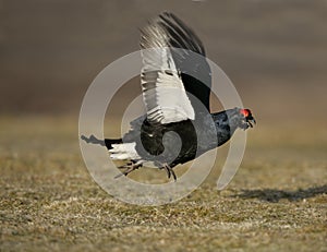 Black grouse, Tetrao tetrix