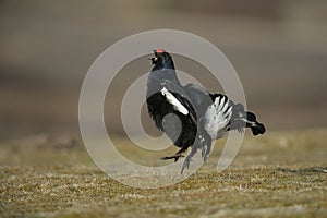 Black grouse, Tetrao tetrix