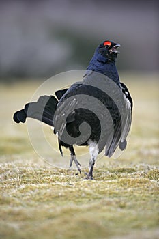 Black grouse, Tetrao tetrix