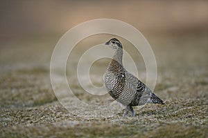 Black grouse, Tetrao tetrix