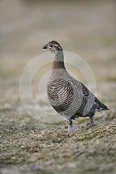 Black grouse, Tetrao tetrix