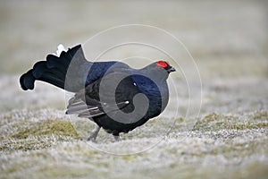 Black grouse, Tetrao tetrix