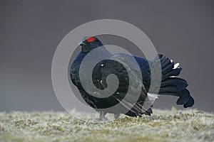 Black grouse, Tetrao tetrix