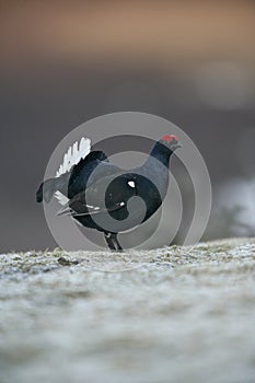 Black grouse, Tetrao tetrix