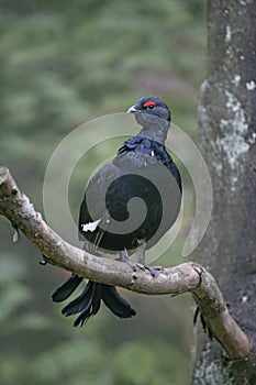 Black grouse, Tetrao tetrix