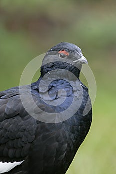 Black grouse, Tetrao tetrix