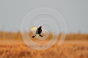 Black Grouse (Tetrao tetrix) flying