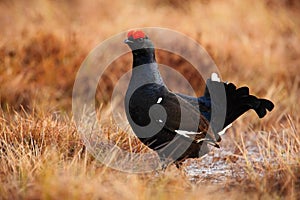 Black Grouse, Tetrao tetrix, lekking nice black bird in marshland, red cap head, animal in the nature forest habitat, Norway