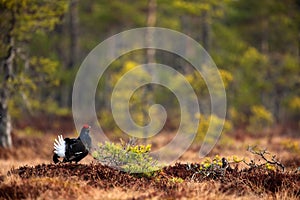 Black Grouse, Tetrao tetrix, lekking nice black bird in marshland, red cap head, animal in the nature forest habitat, Sweden